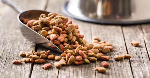 best dry food for dogs

